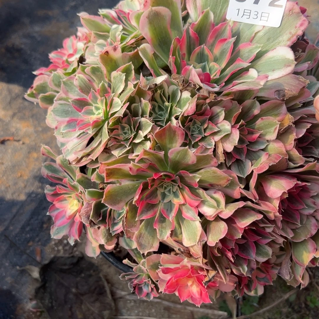 魔***法1.3/72男神多肉植物