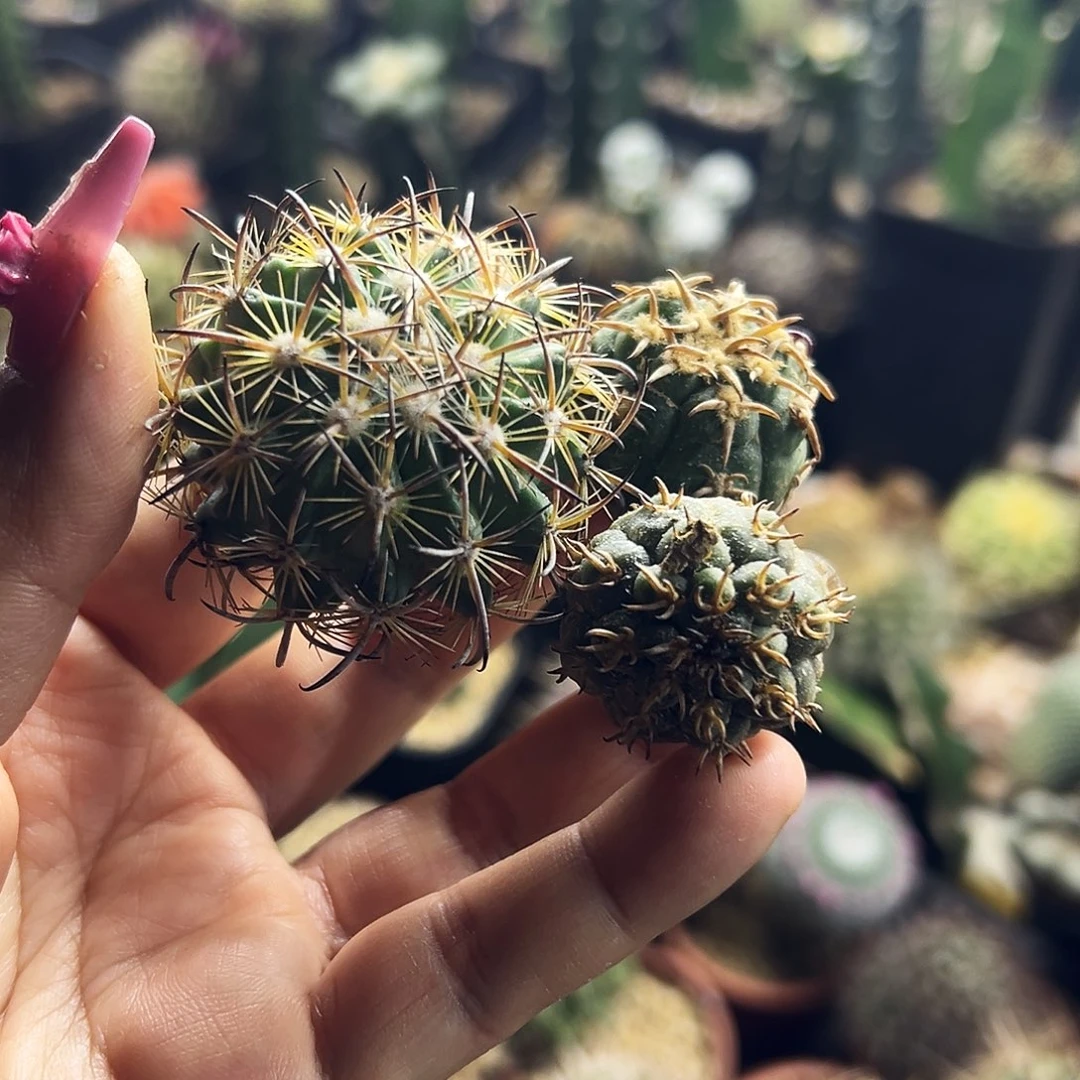 福利仙人球11111111