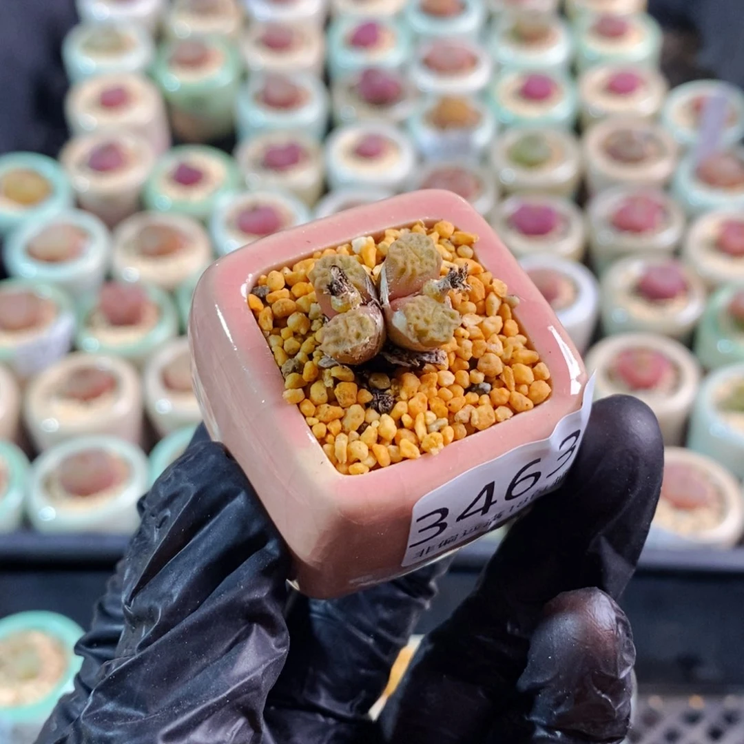 3463-一物一拍 带盆