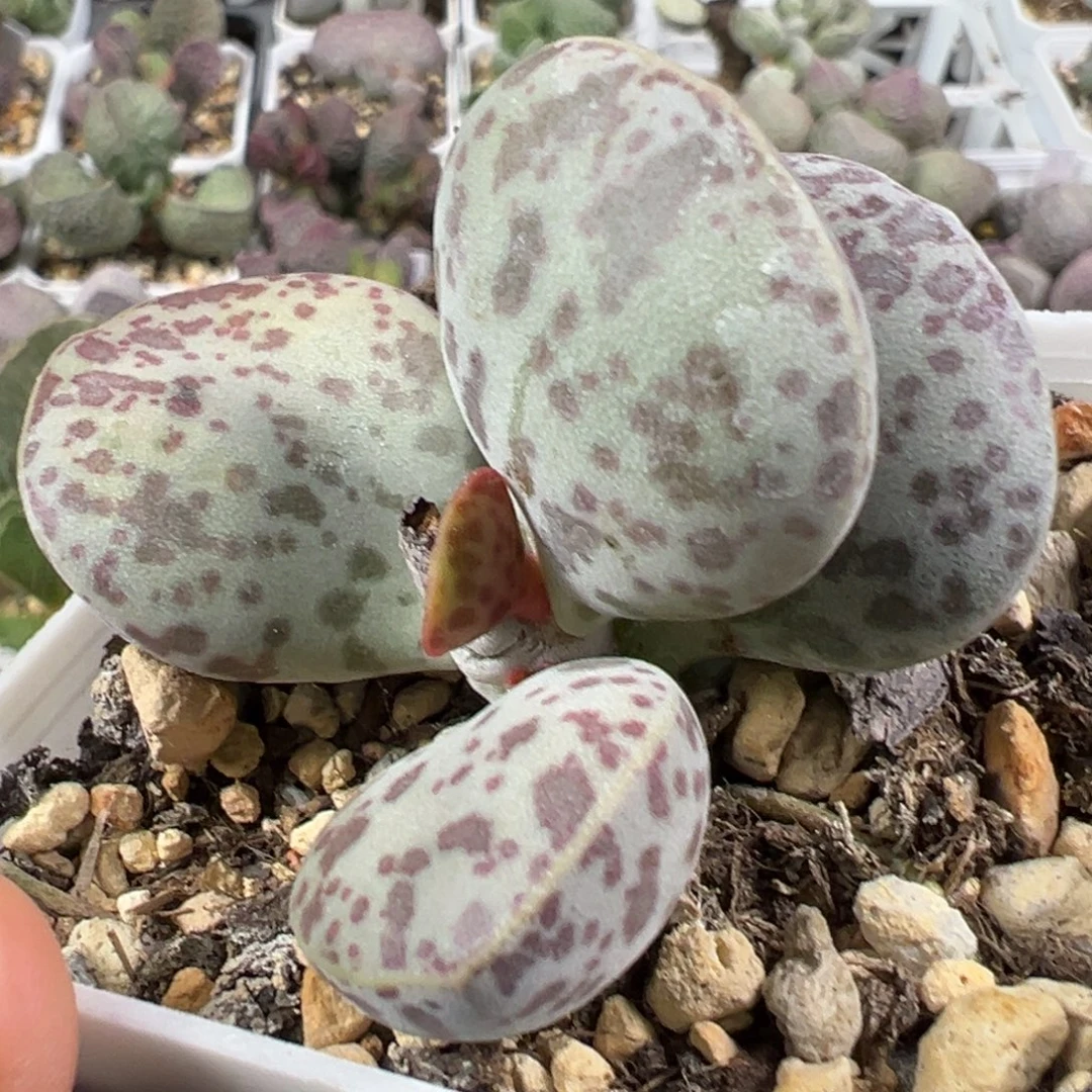 w花蛋多肉植物水泡