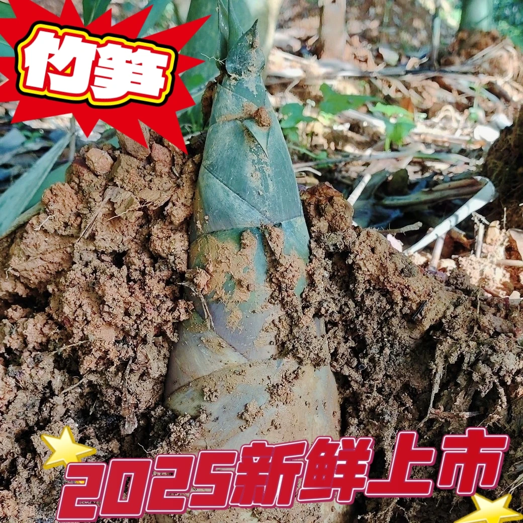 新鲜现挖竹笋麻竹笋苦笋大头笋绿皮笋当季鲜笋包邮