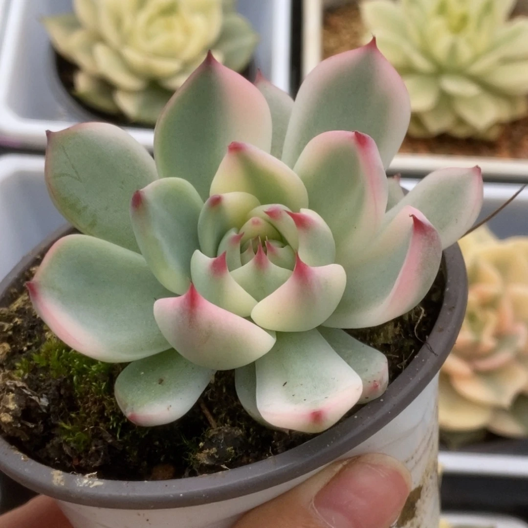 463锦锦锦锦锦锦