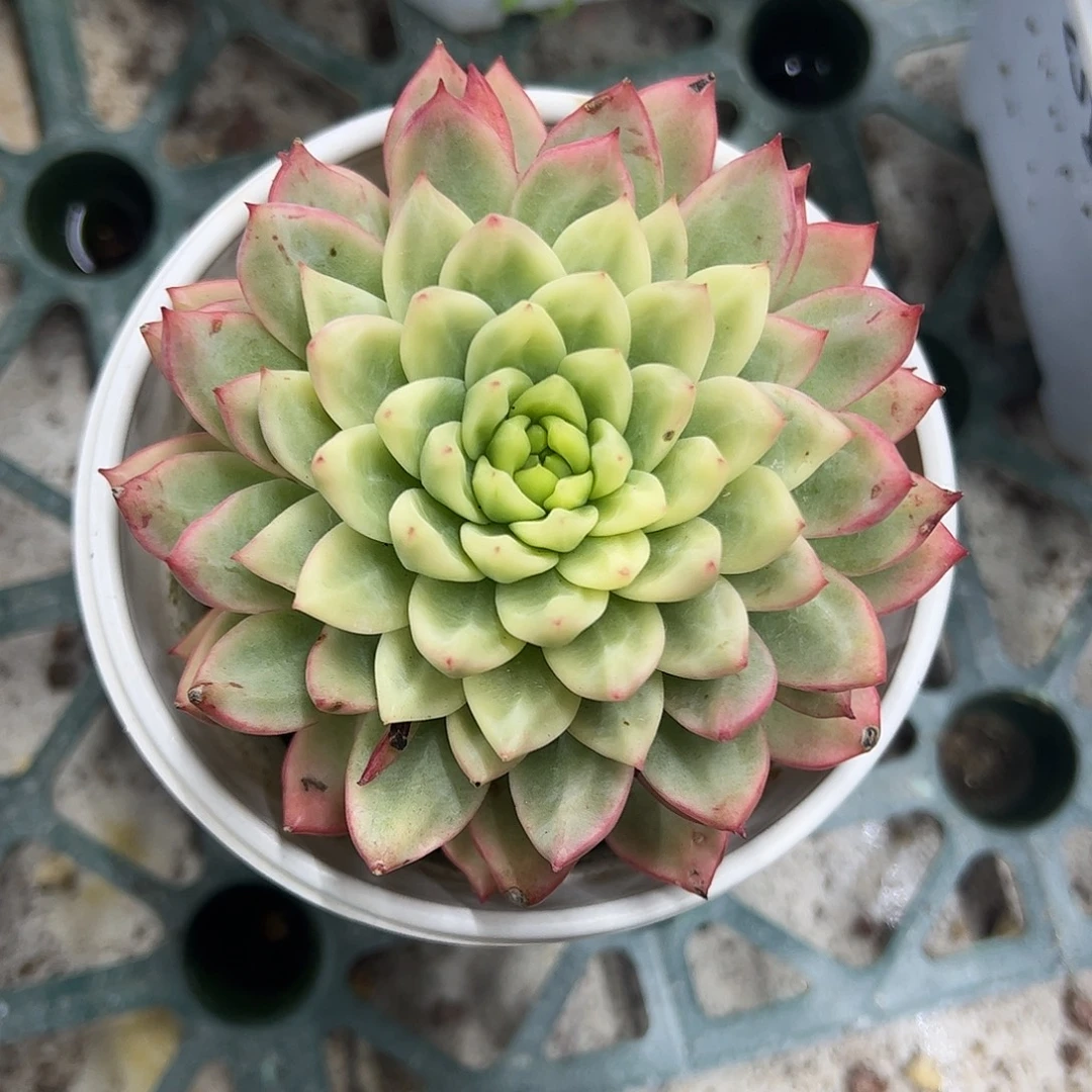 羞色锦 婕宝一物一拍