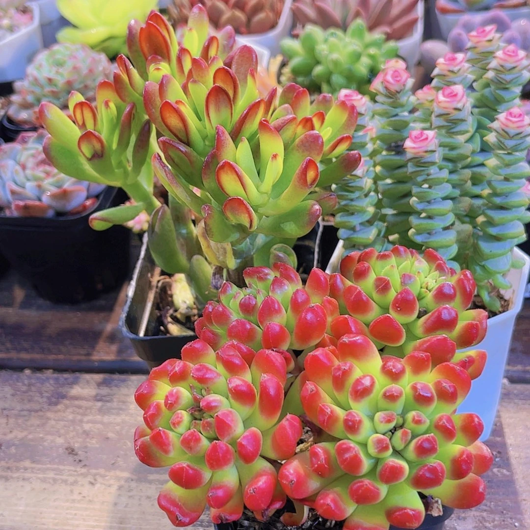 红灯笼➕钱串锦➕招财猫