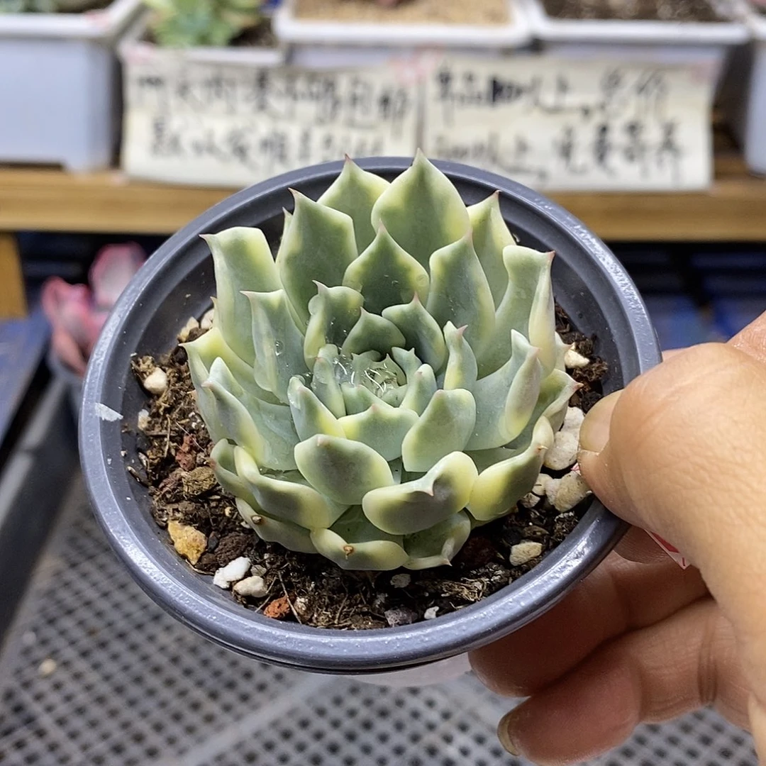 2598 艾丽卡覆轮锦