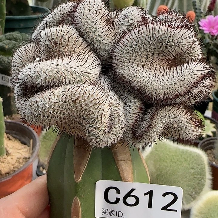 李*嫁接直刺佩雷缀化612