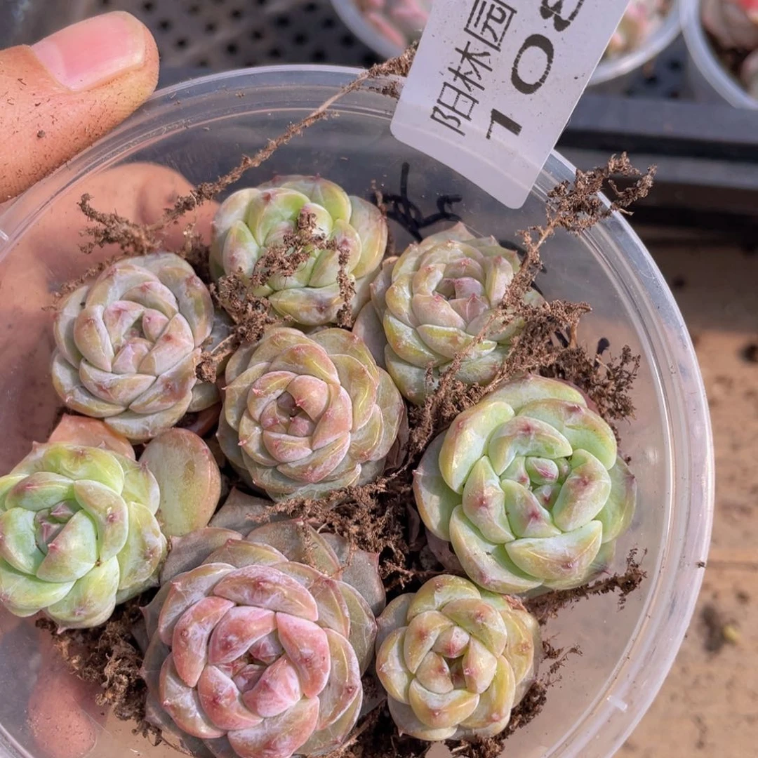 多肉植物多肉植物108