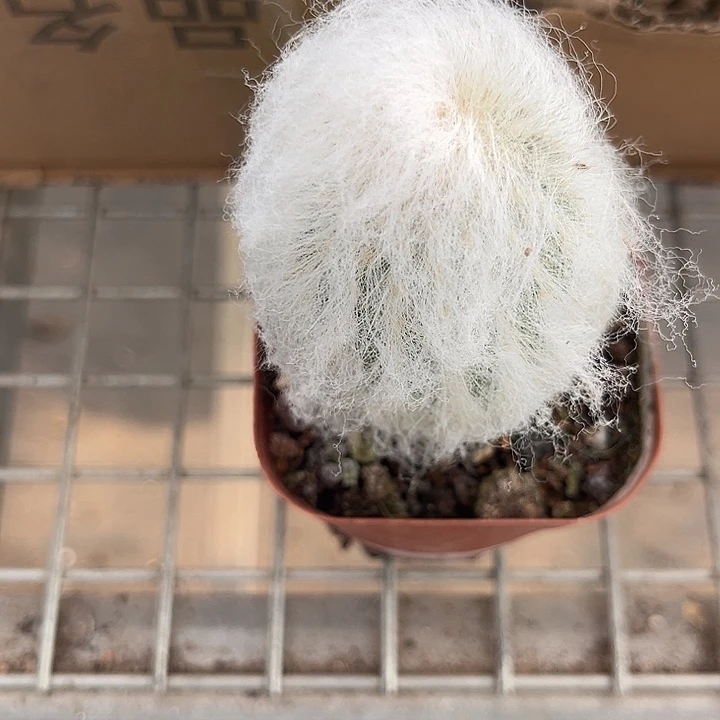 我也想要一只猫啊我