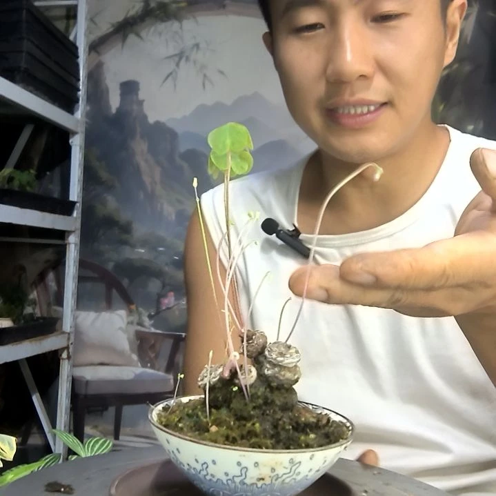 素*中青园艺一物一拍79