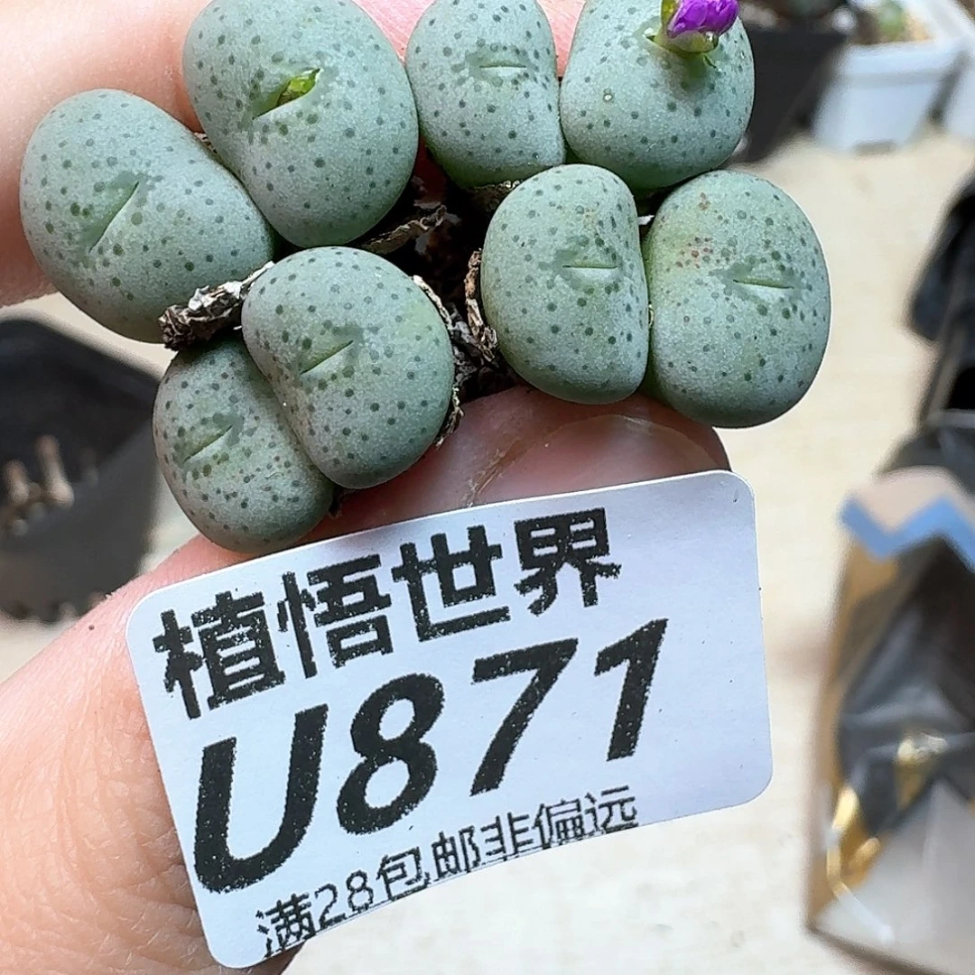 多肉植物的润泽fvb