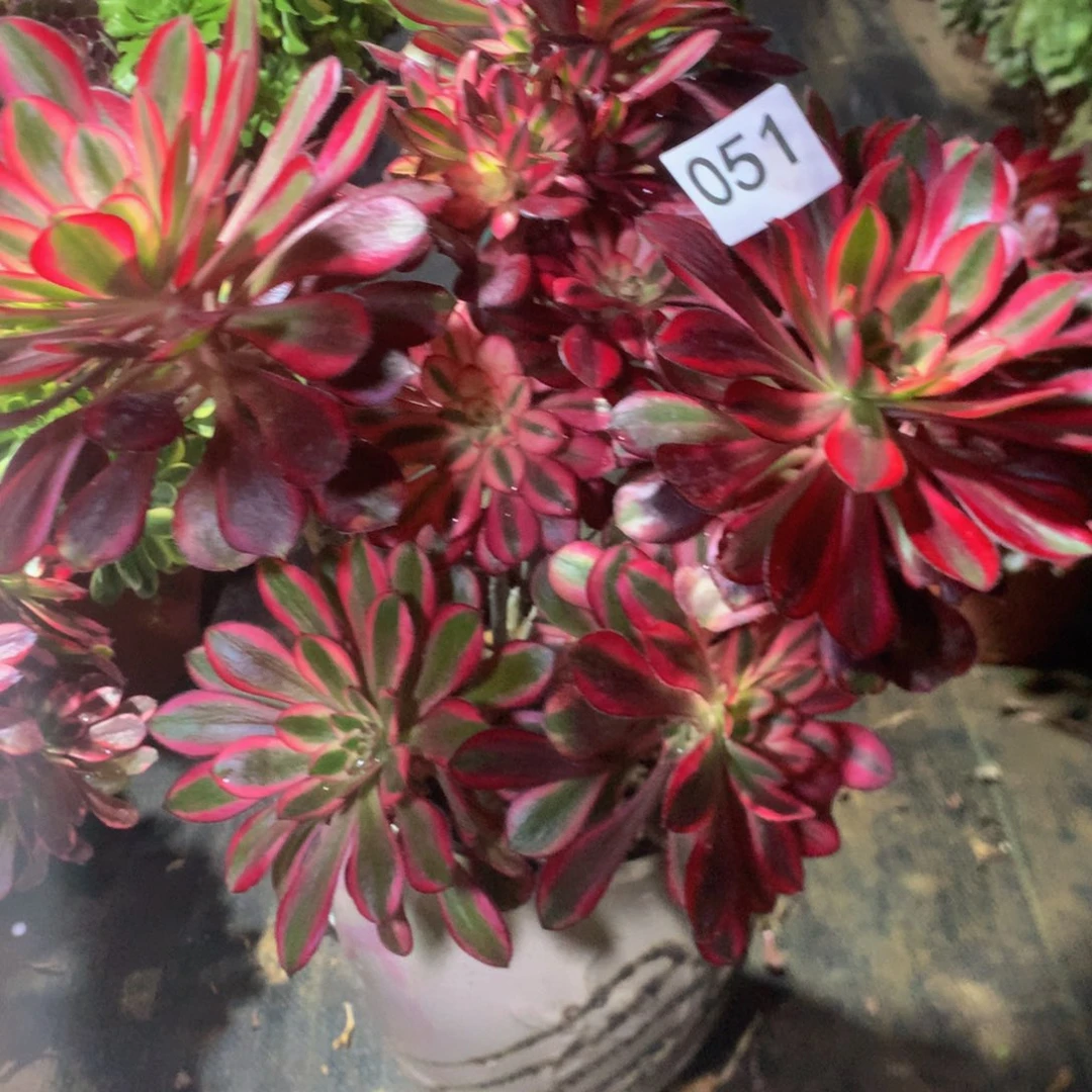 琳*051香奈儿多肉植物