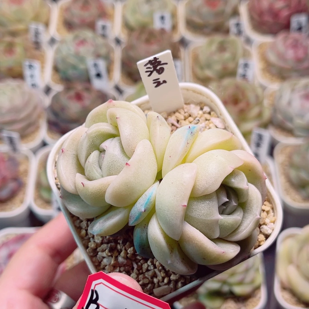 k****nD232一物一拍 落云