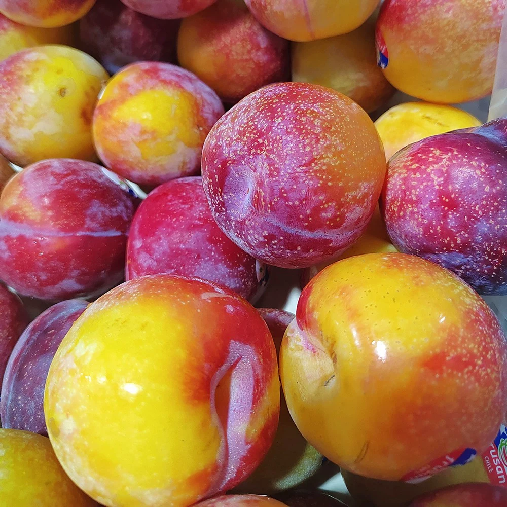 红布林 李子 脆脆甜甜很好吃1斤