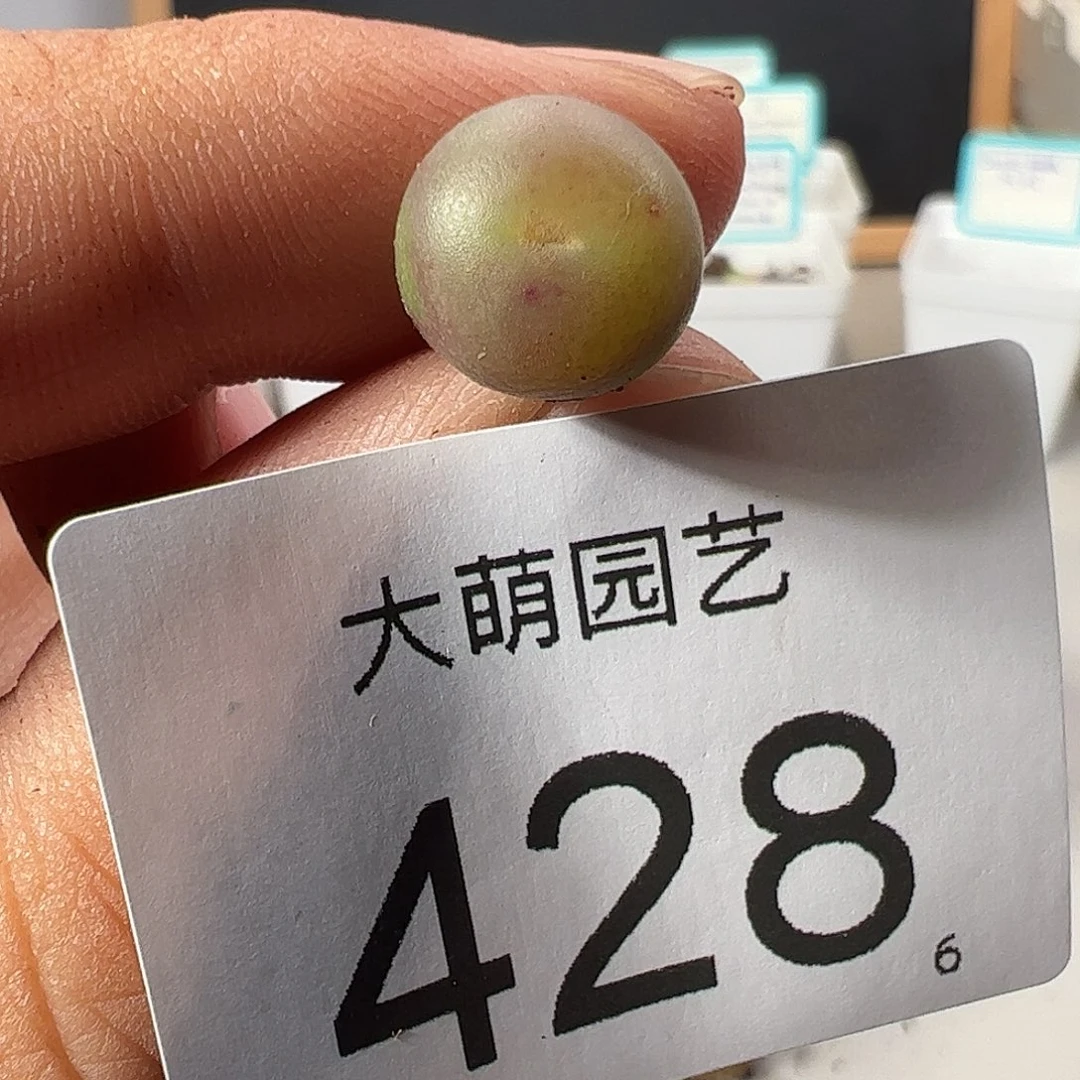 0000428 一物一拍……