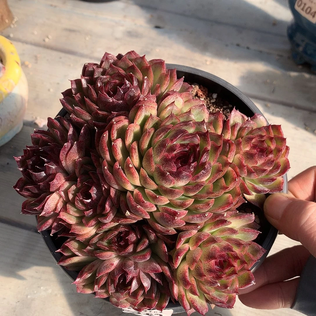 312黑玫瑰多肉一颗16厘米