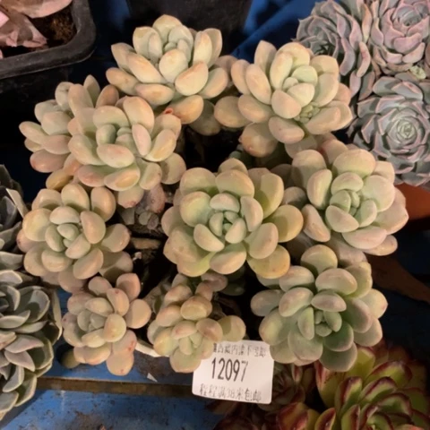 可**姥白鹭12097duorou