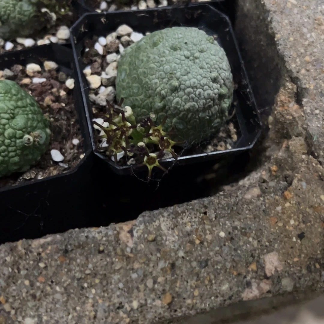 二***七实生大凝蹄玉仙人球植物