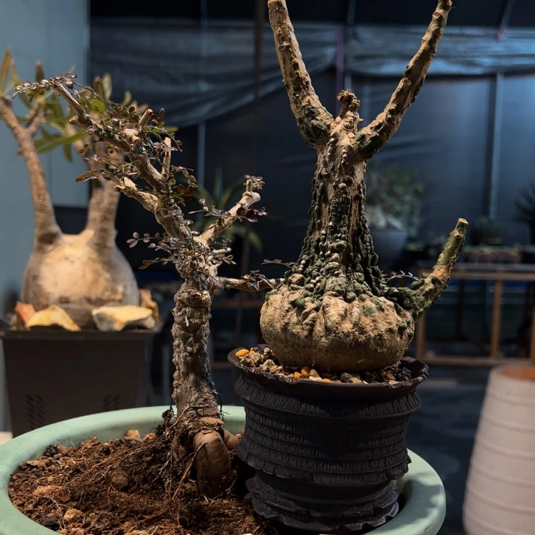 缘**满360-359漆树西番莲块根植物脱土发货