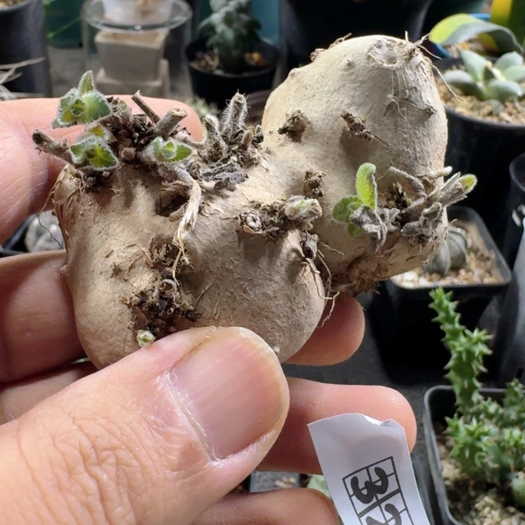 饭***饭328白花断崖女王脱土发货