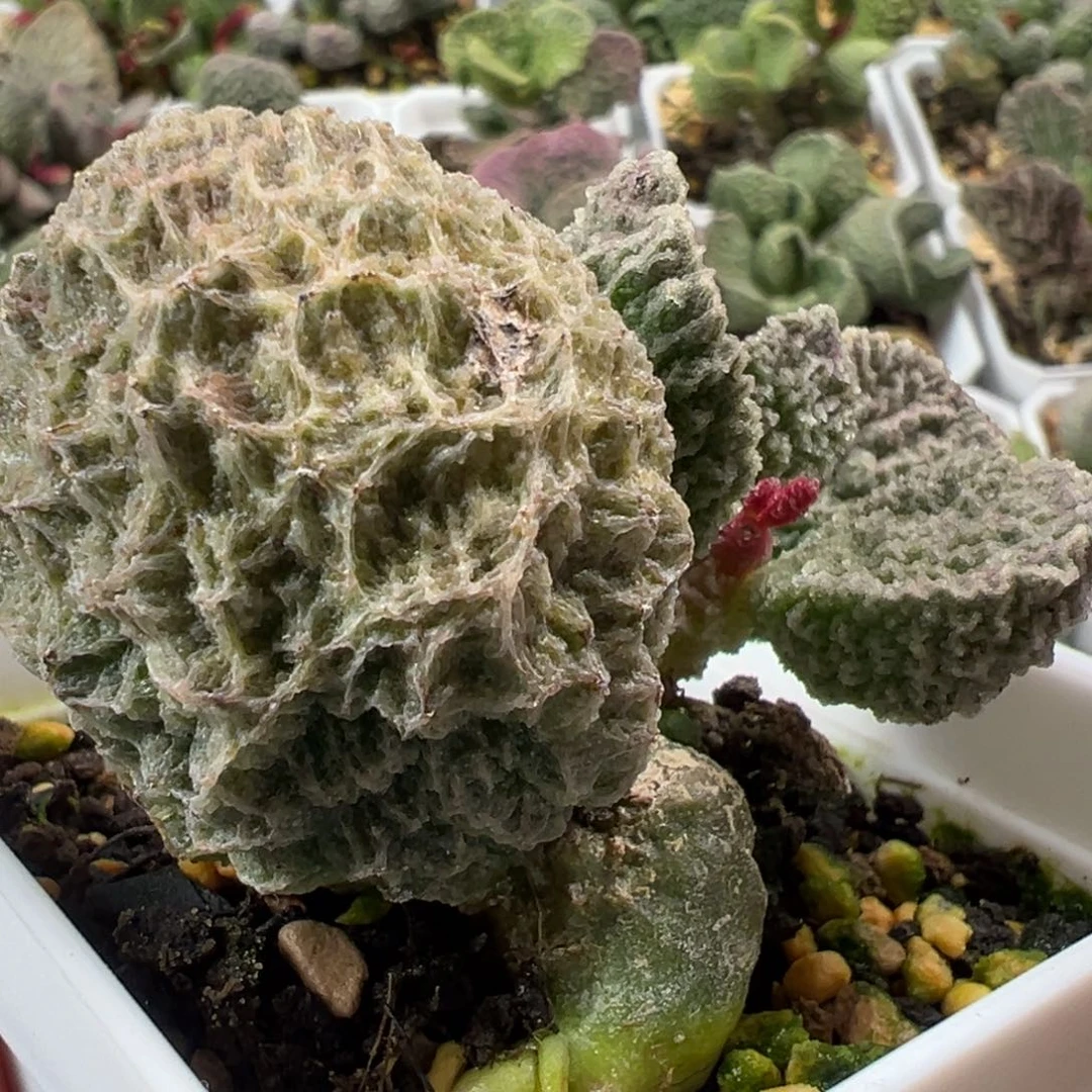 盘古多肉植物水泡