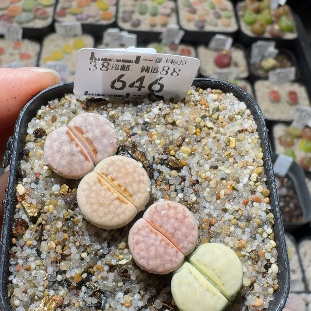 Sss新年福利啦646