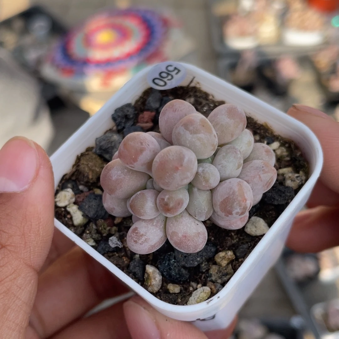 莓果缀化多肉植物