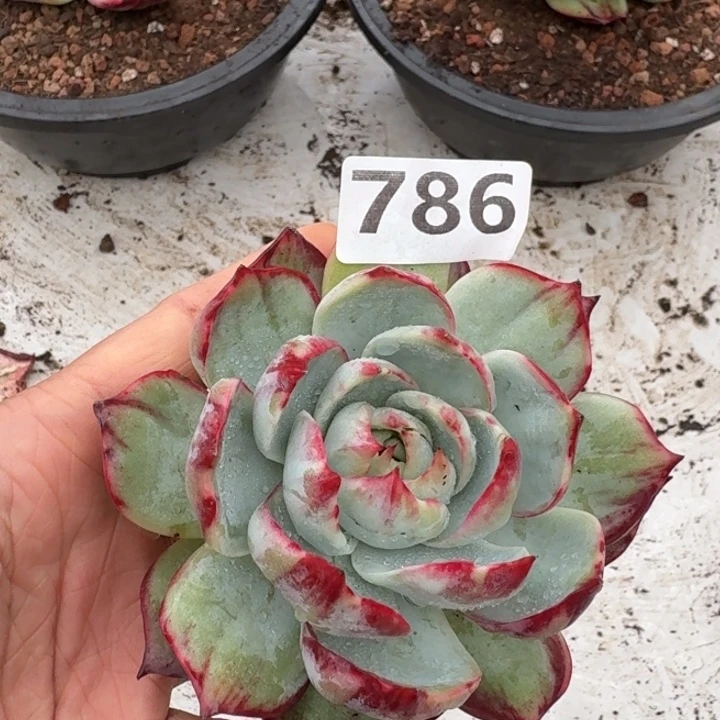 绣***阁786哈哈咯诶就是今生今世借口