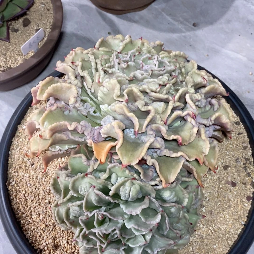 舍*福利特价4颗饺子皮打包