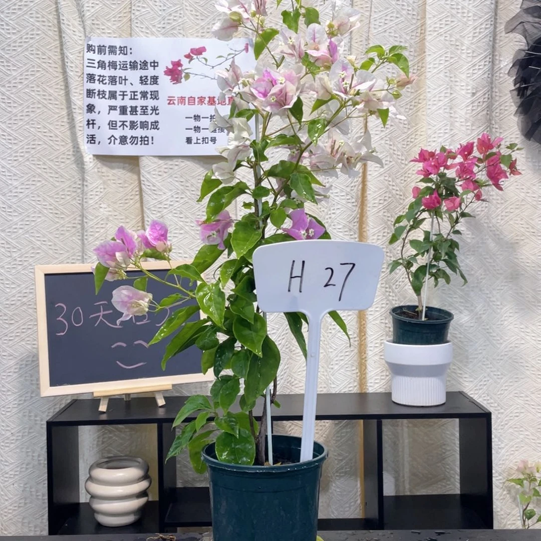 阿***～大量花朵（建议范围：8朵-15朵 或40%以上）广红樱H27