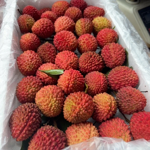 「广东」仙进奉新鲜当季桂花香味荔枝原箱净重3斤