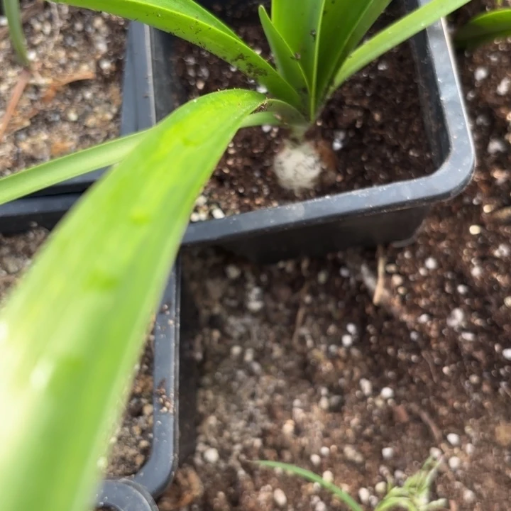 无花朵雏鹤原盆原土包对版