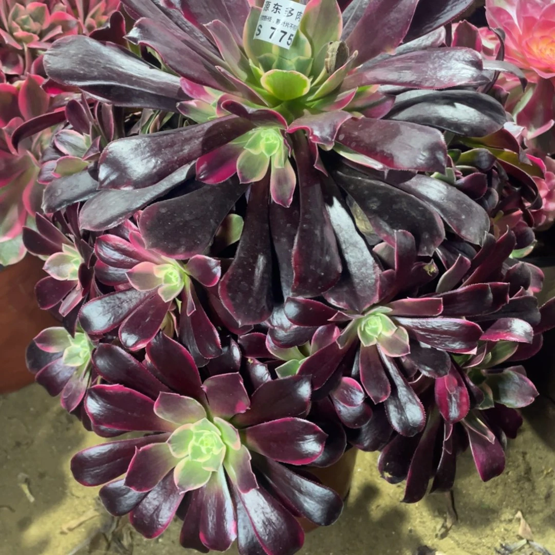 775金丝多肉法师断枝不包