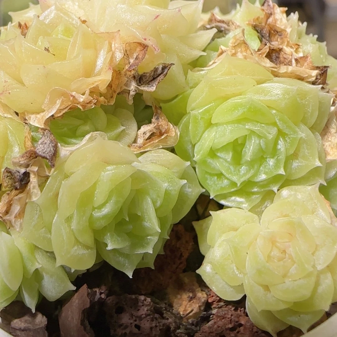 花语逸镜1026-140散