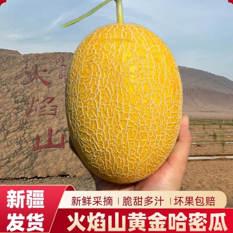 【顺丰包邮新疆直发】吐鲁番火焰山金色年华哈密瓜香甜多汁新鲜水果