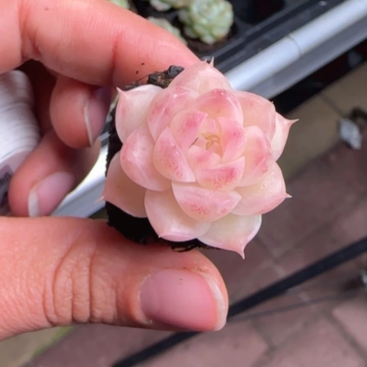 23号    化透麦秆