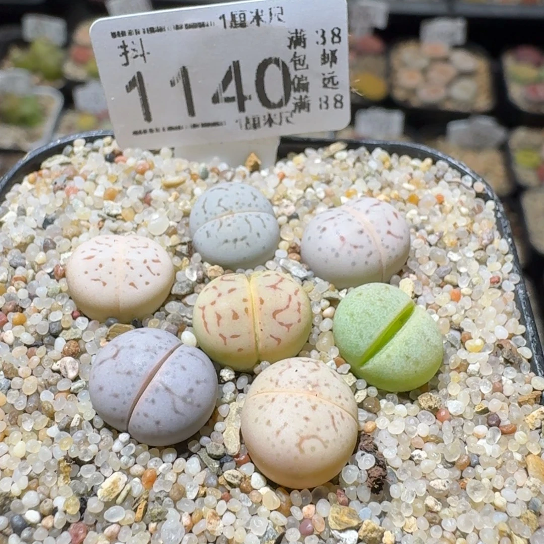 Sss精品清仓便宜1140