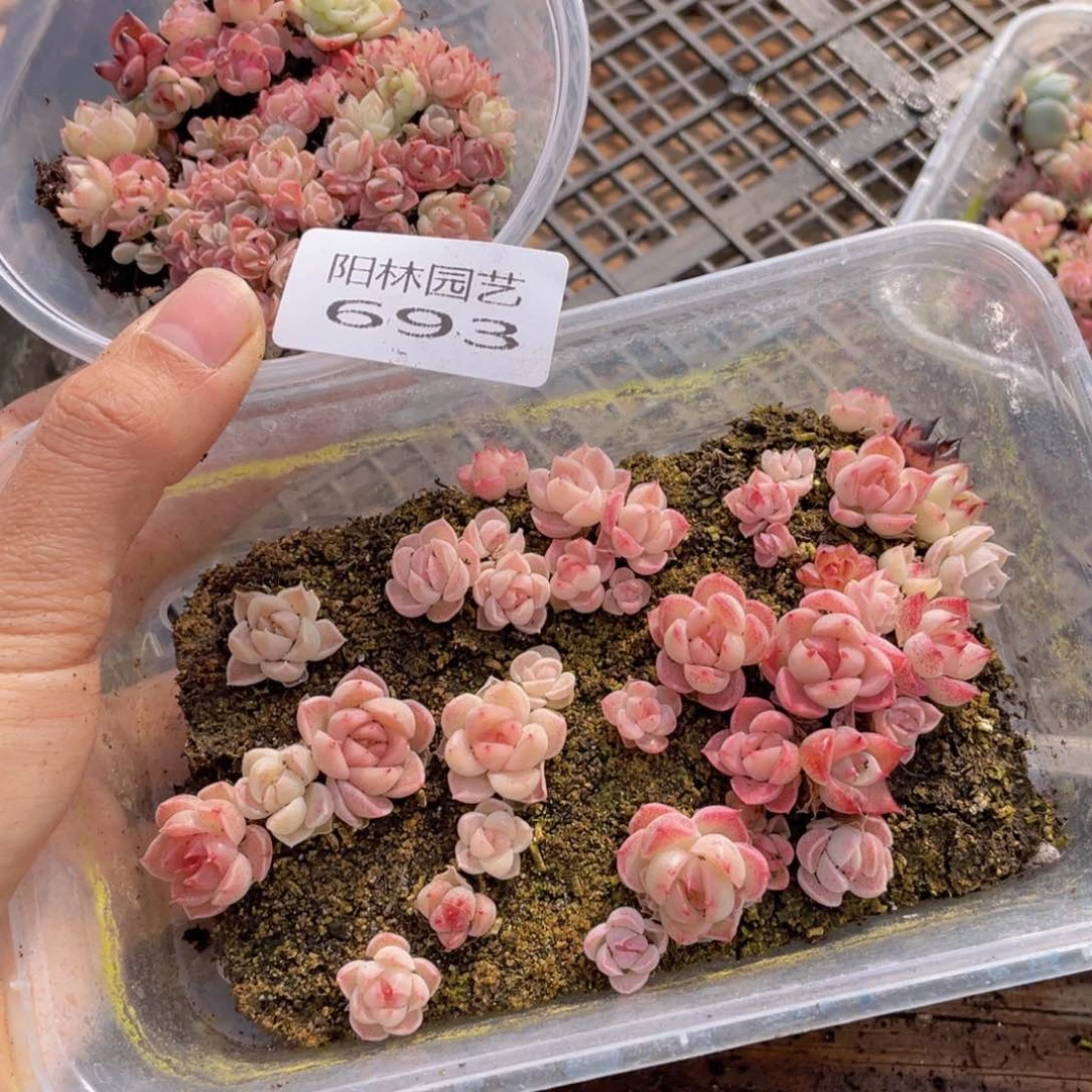 多肉植物多肉植物693