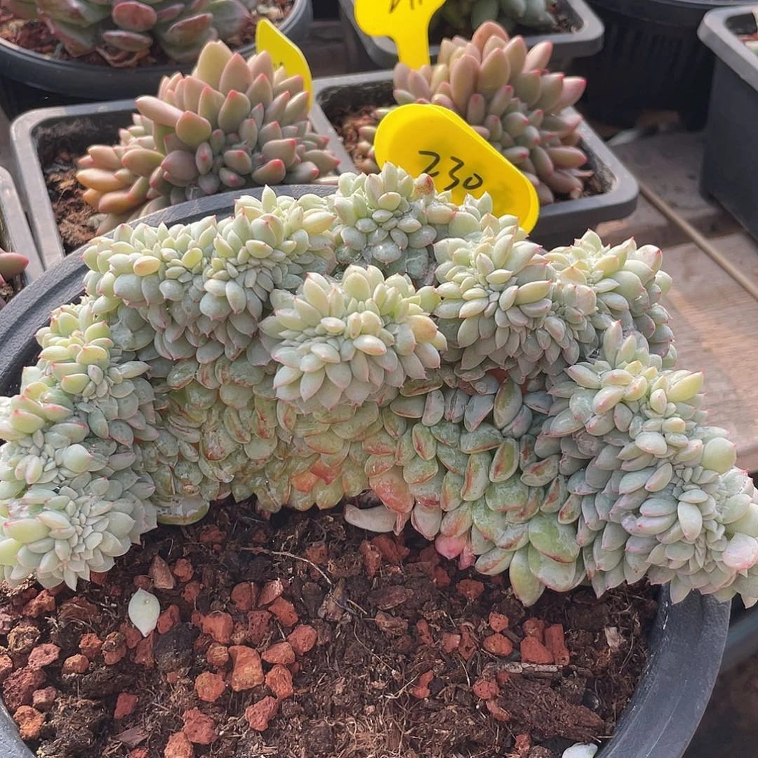 代鹿鹿缀化多肉植物230