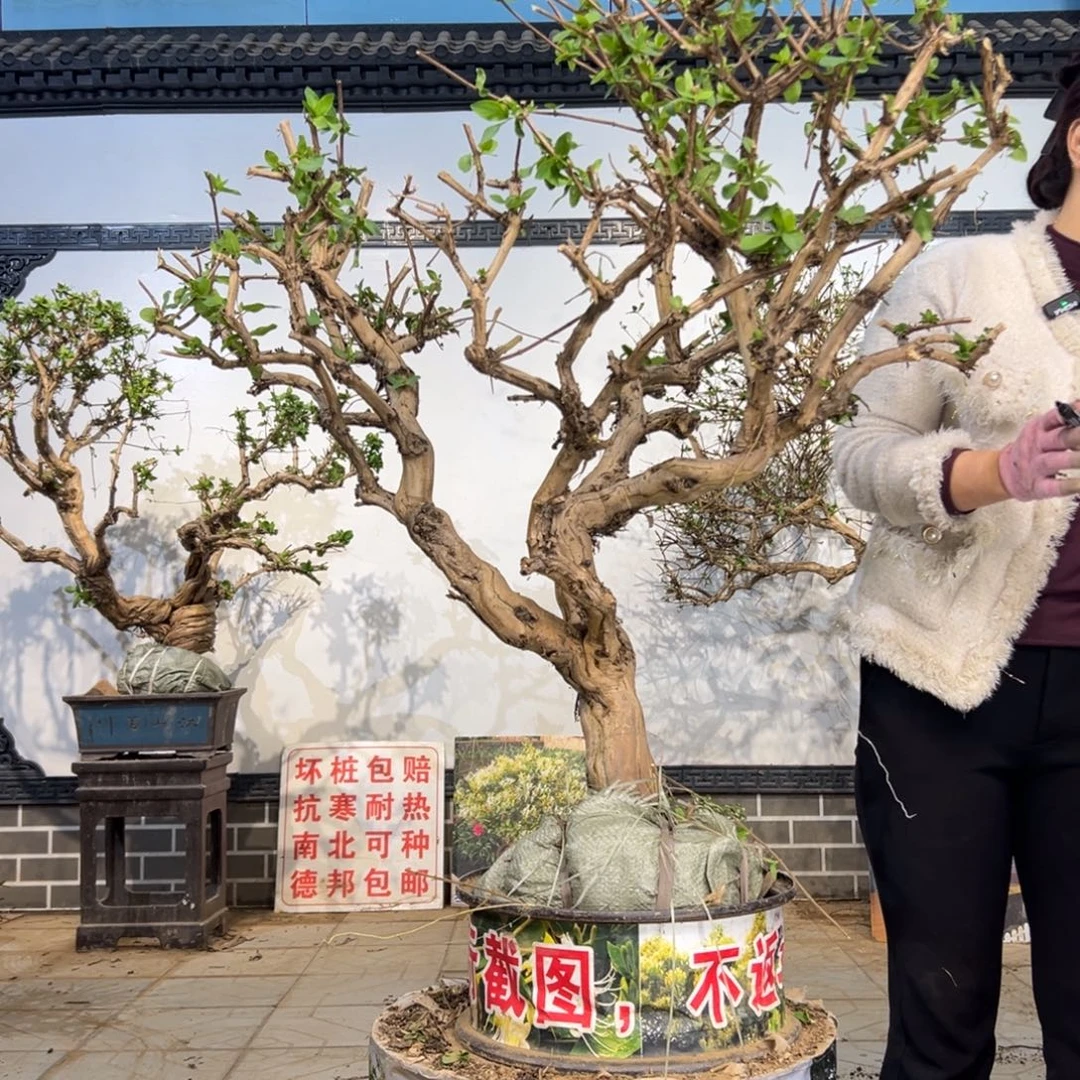 无花朵金银花8888
