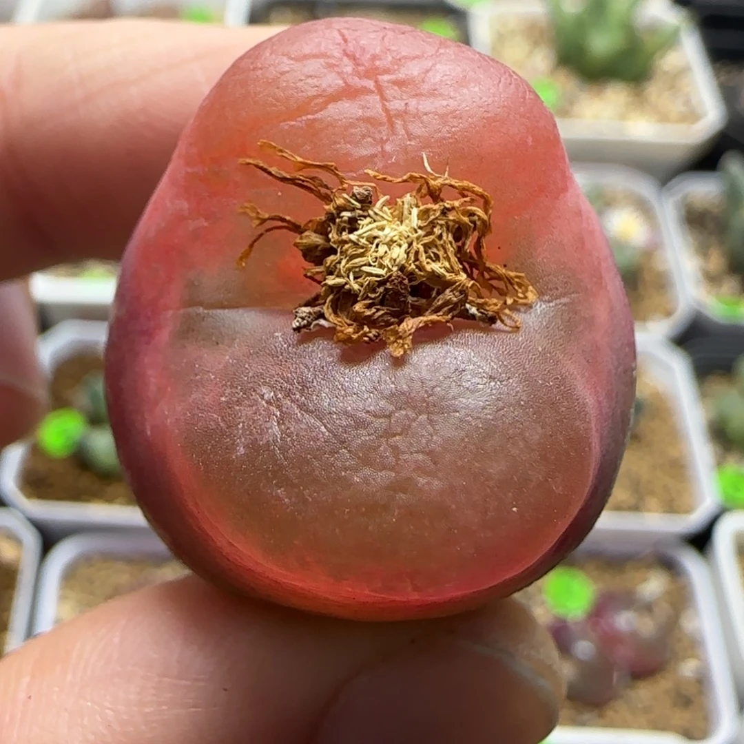 2.5+漂亮多肉植物163