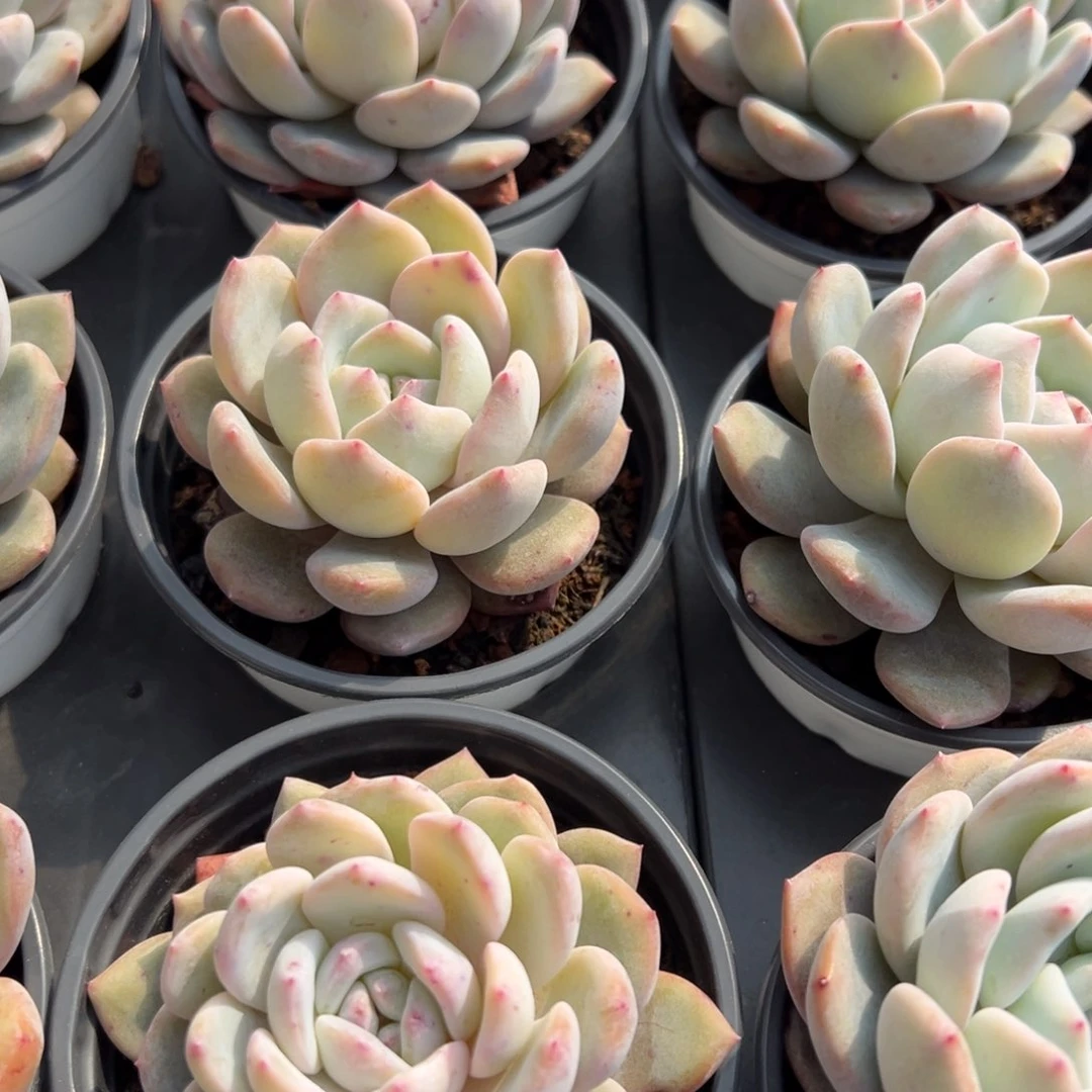 春节大福利，单头橙梦露！