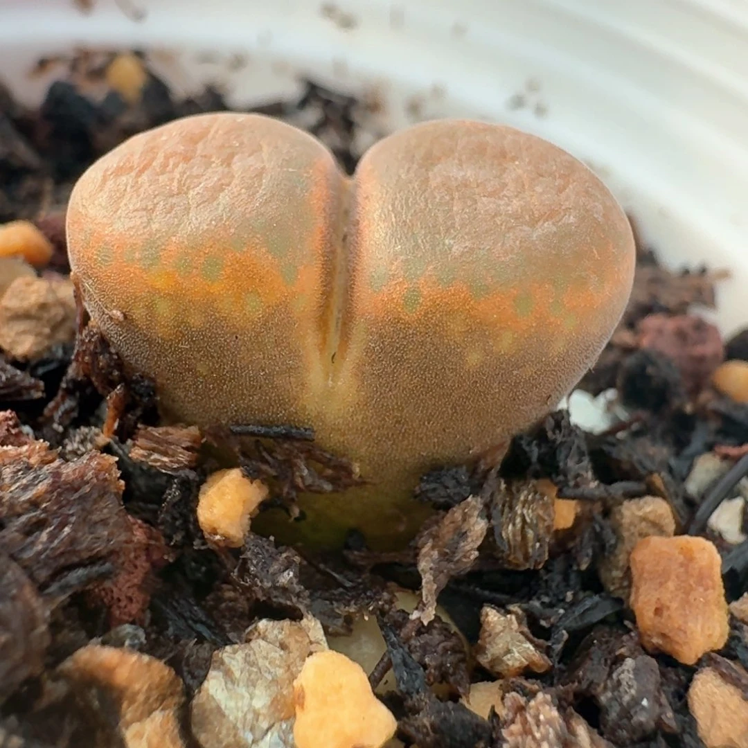 276带盆土发货00000