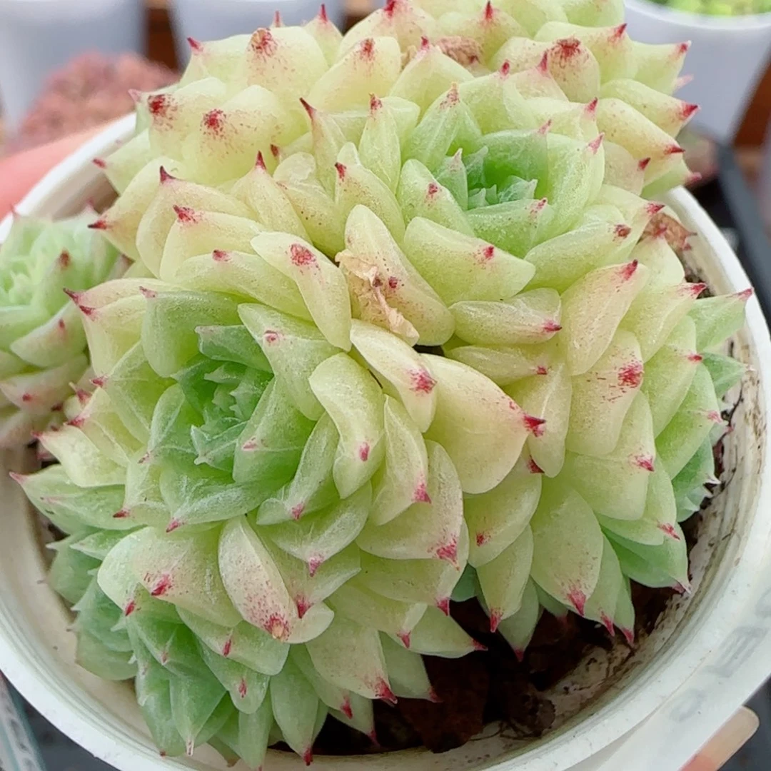 花语逸镜0904-160散