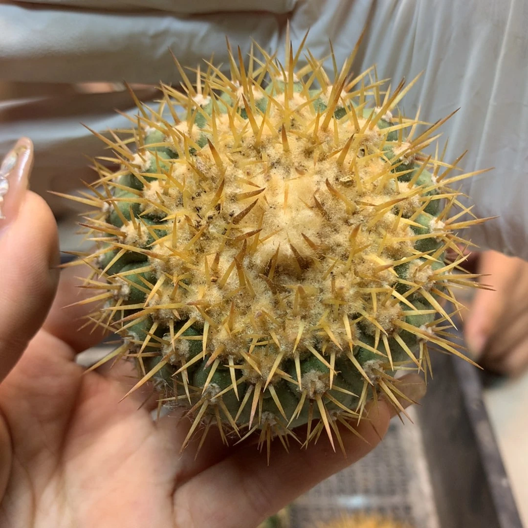 金刺 孤龙(无根无木心)整体8公分起发