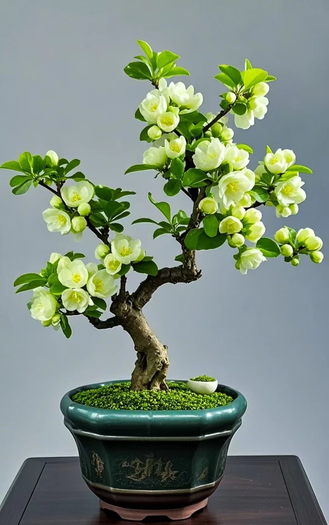 桌面四季海棠花老桩盆景（代替链接）