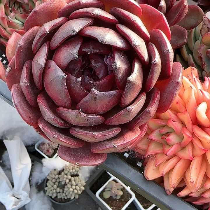 青蛙王子儿童111