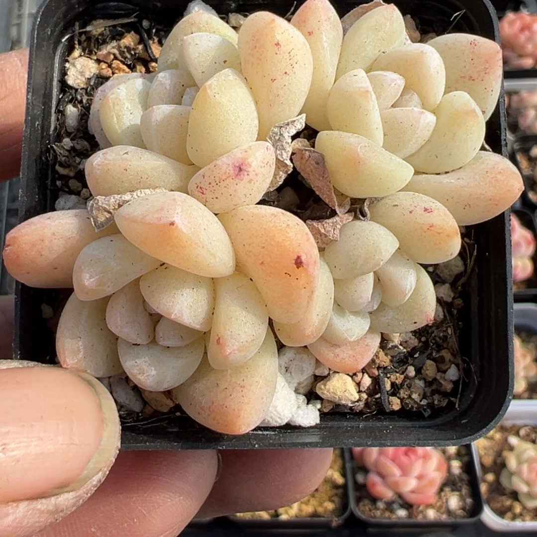 小卡拉米糖心一物一拍