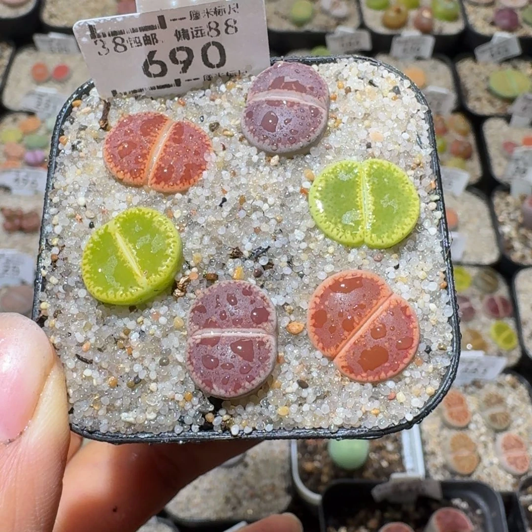 Sss精品清货价690