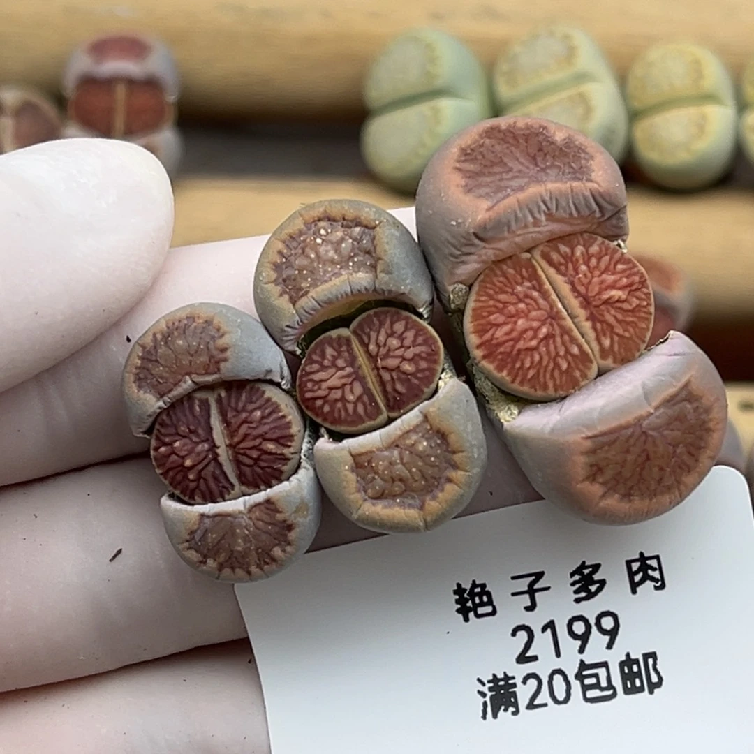 ****路2199号一首三颗菊发货