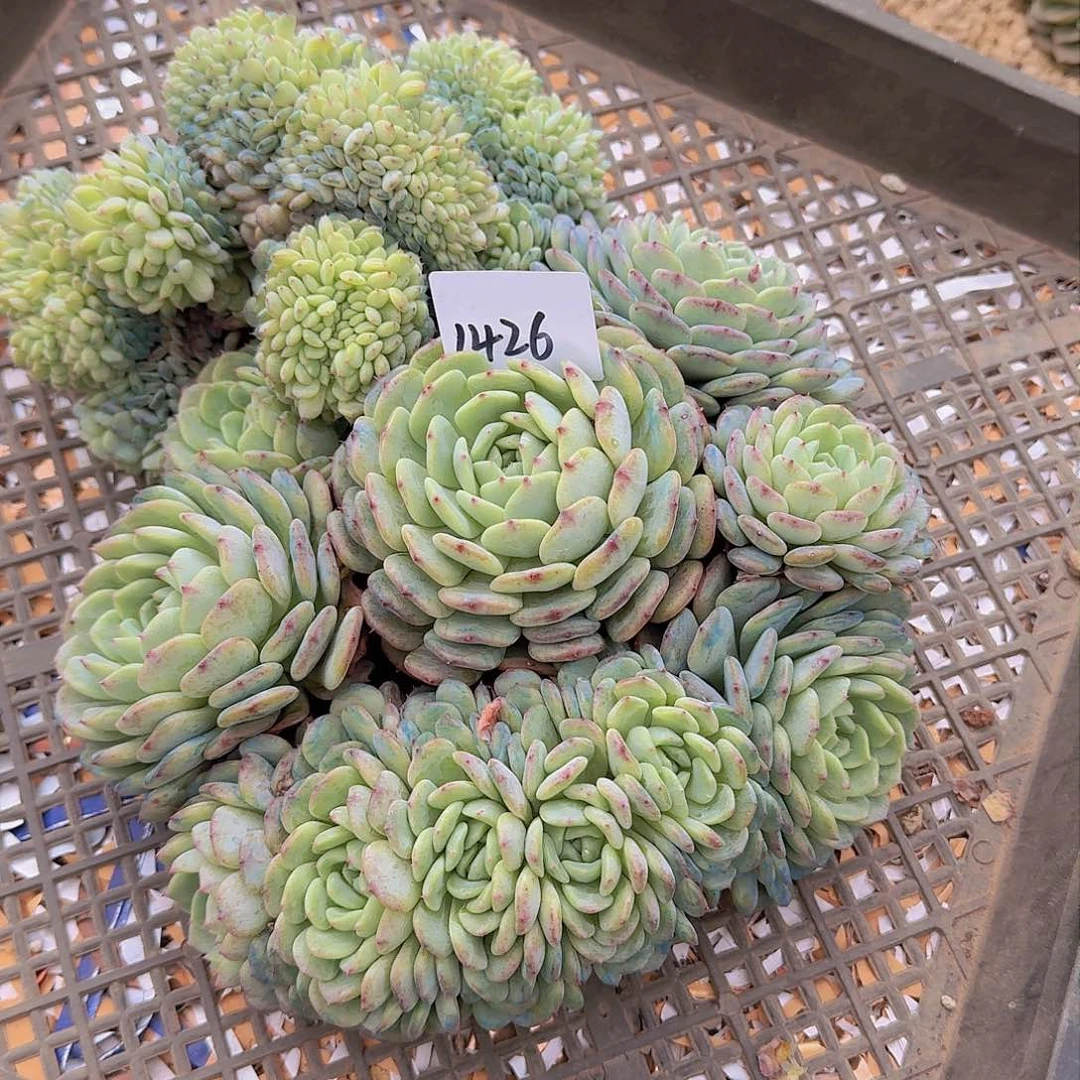 超**诺1426白胖子多肉植物
